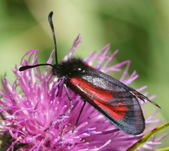 Zygaena