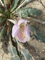 Oenothera albicaulis