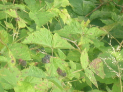 Rubus caesius