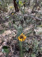 Pultenaea stipularis