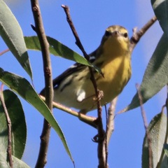 Setophaga fusca