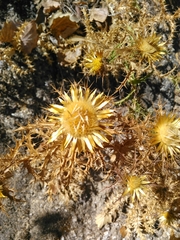 Carlina hispanica
