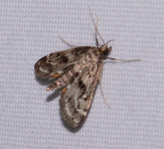 Parapoynx obscuralis