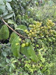 Bunchosia canescens