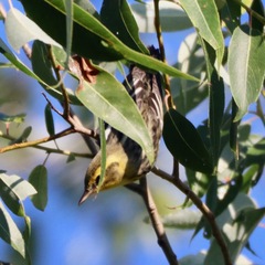 Setophaga fusca