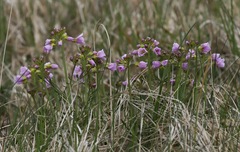 Cardamine polemonioides