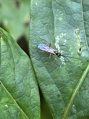 Ichneumonidae