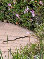 Dendrelaphis punctulatus