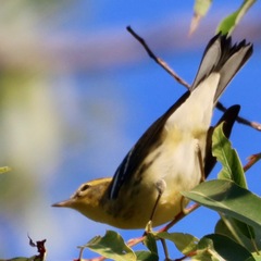 Setophaga fusca