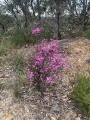 Boronia ledifolia