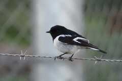 Melanodryas cucullata