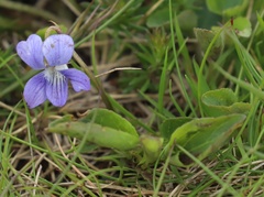 Viola canina