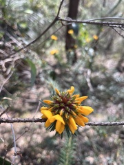 Pultenaea stipularis