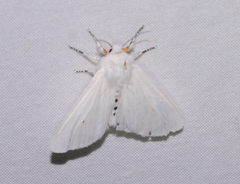 Spilosoma