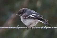 Melanodryas cucullata