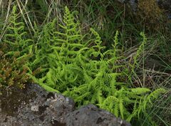 Athyrium