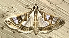 Glyphodes pyloalis