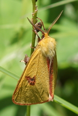 Diacrisia sannio