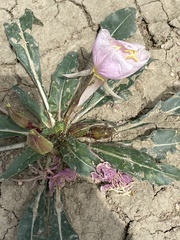 Oenothera albicaulis