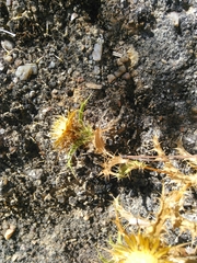 Carlina hispanica