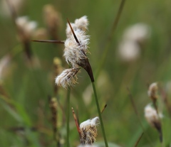 Eriophorum angustifolium