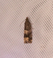 Eucosma parmatana