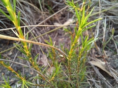 Calectasia