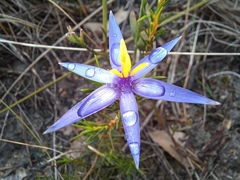 Calectasia