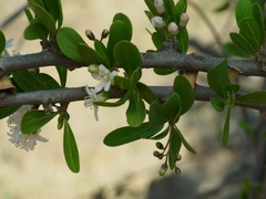 Ehretia alba