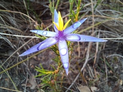 Calectasia