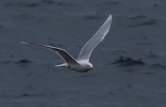 Larus hyperboreus