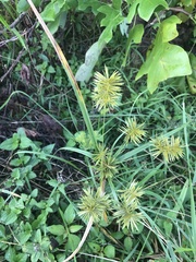 Cyperus strigosus