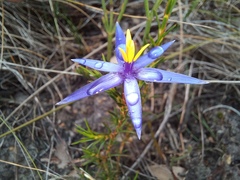 Calectasia