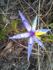 Calectasia