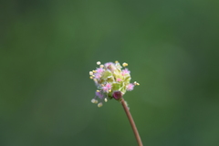 Sanguisorba