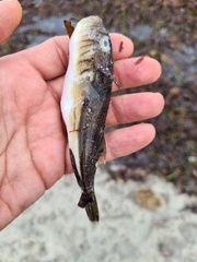 Torquigener pleurogramma