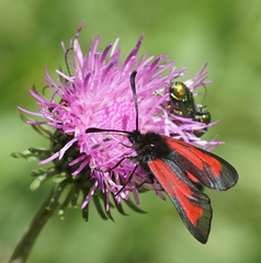 Zygaena