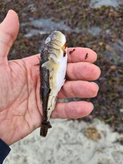 Torquigener pleurogramma