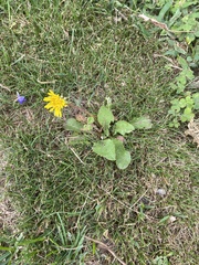 Taraxacum officinale