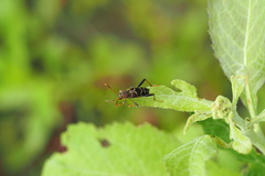 Neoclytus mucronatus