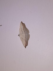 Phalacra