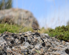 Prunella modularis