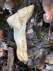 Helvella crispa