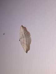 Phalacra