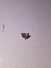 Scenedra decoratalis