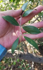 Olea capensis enervis