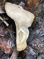 Helvella crispa