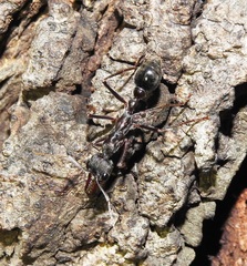 Myrmecia pyriformis