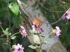 Vanessa braziliensis