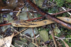Pareas boulengeri